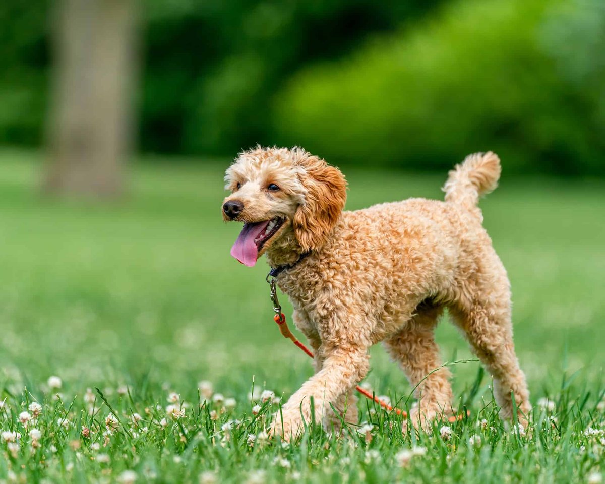 Adorable curly-haired dog running on green grass in park with trees.