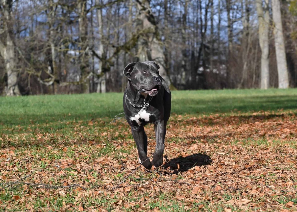 Dog agility and training at Dogfix.com for healthy dogs.