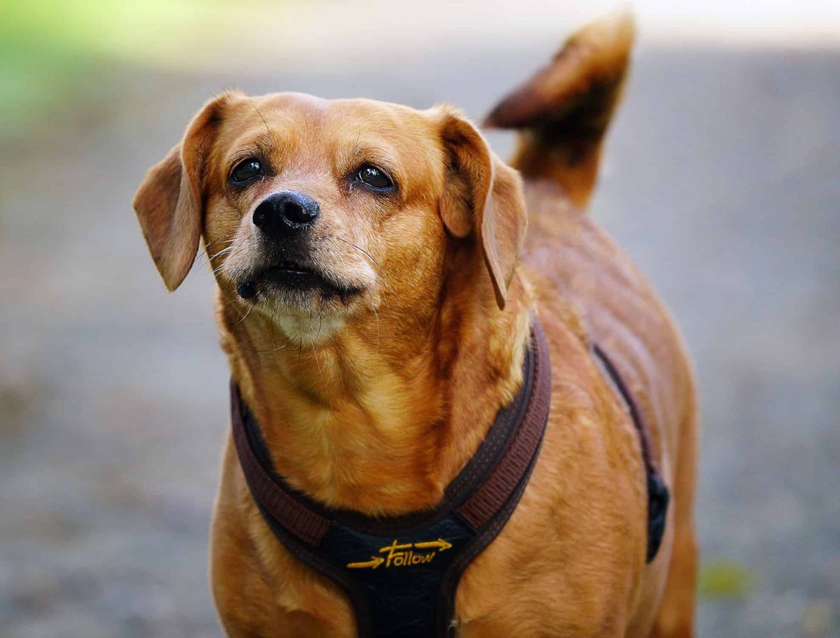 Dog wearing a harness outdoors, looking attentive — perfect for pet care and dog training services.