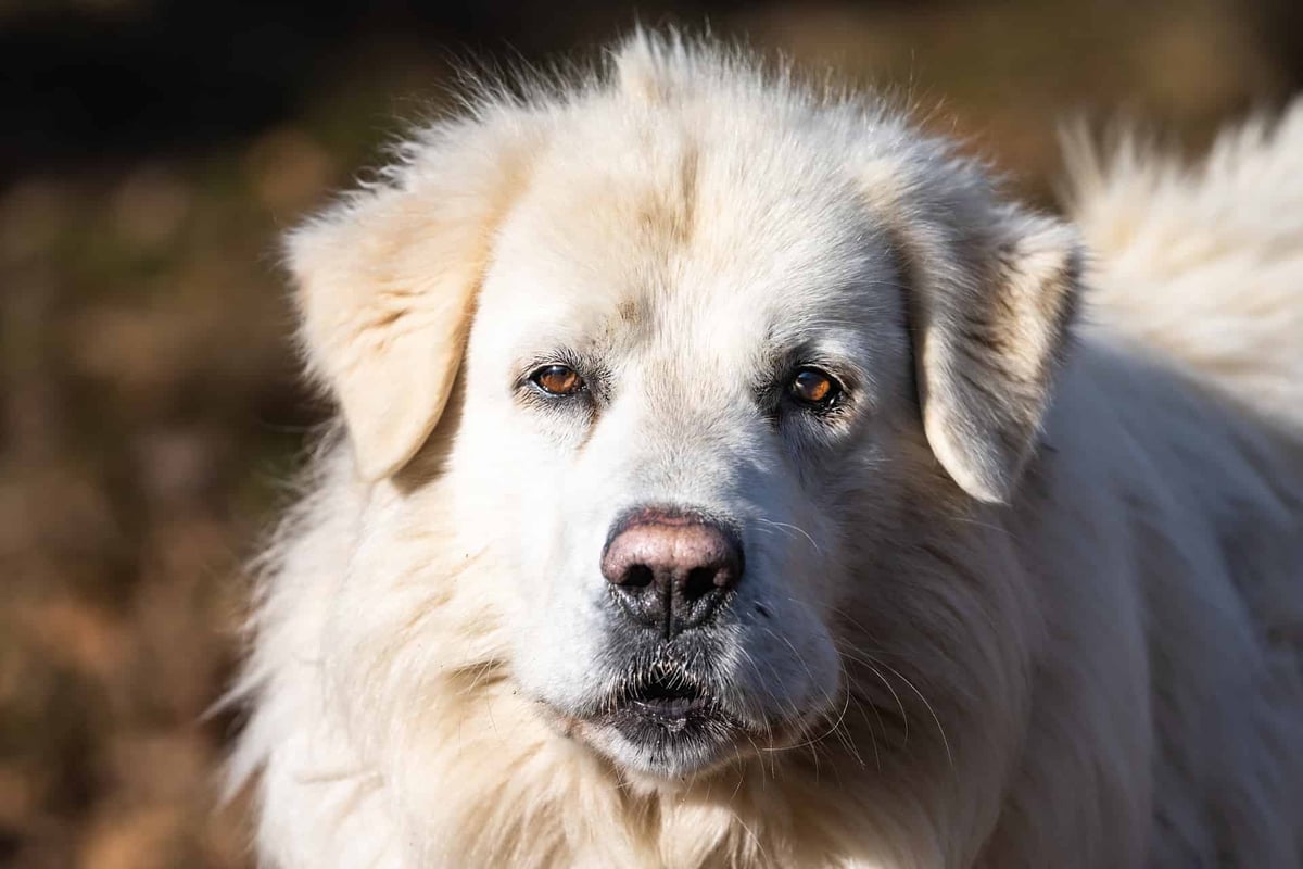 Labrador Retriever with a gentle expression in a natural outdoor setting, showcasing a loyal and friendly dog personality.