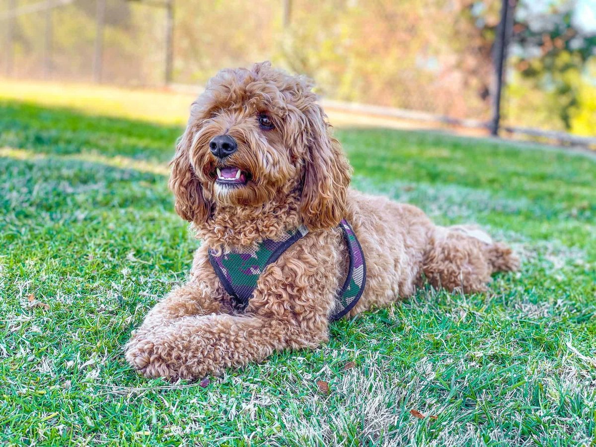 Dog lying on grass wearing harness, outdoors, happy and energetic, perfect for dog grooming or pet care images.