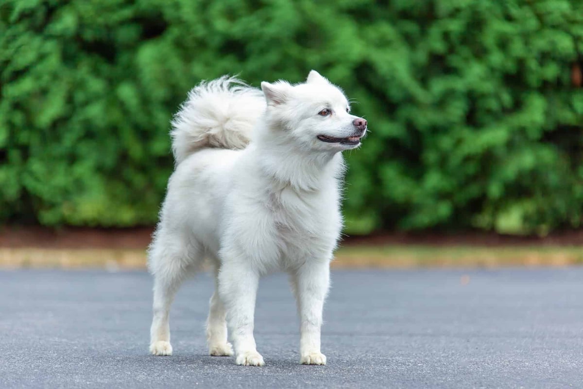 Adorable white dog standing outdoors on pavement, surrounded by lush green trees.