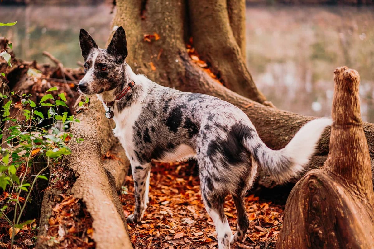 Dog exploring autumn woods, playful canine in fall scenery with colorful leaves and trees.
