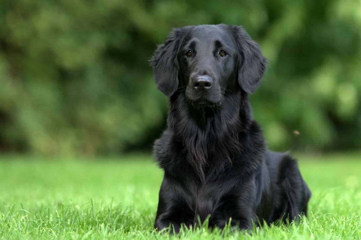 Cute black retriever dog resting outdoors on lush green grass in natural setting.