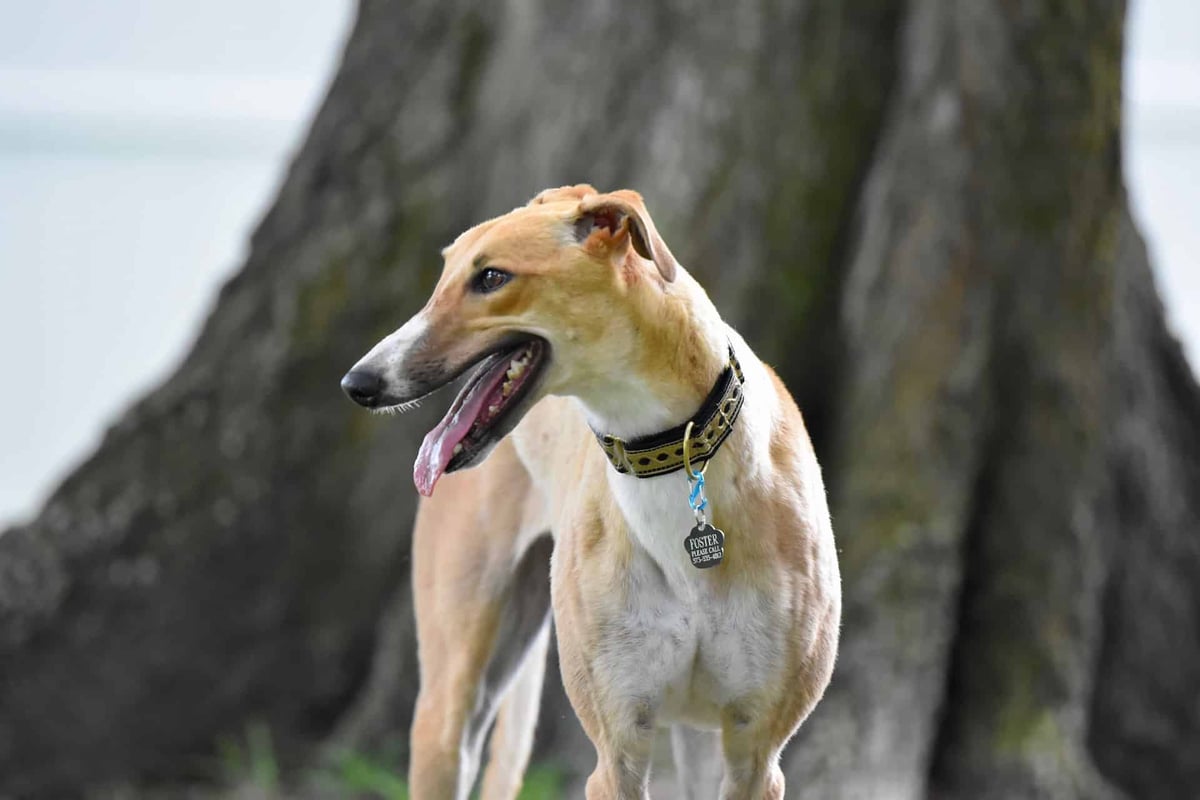 Happy rescue dog with collar near tree, smiling during outdoor adventure.