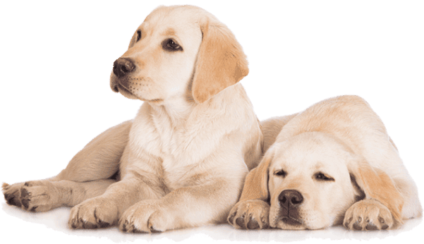 Puppy Parenthood