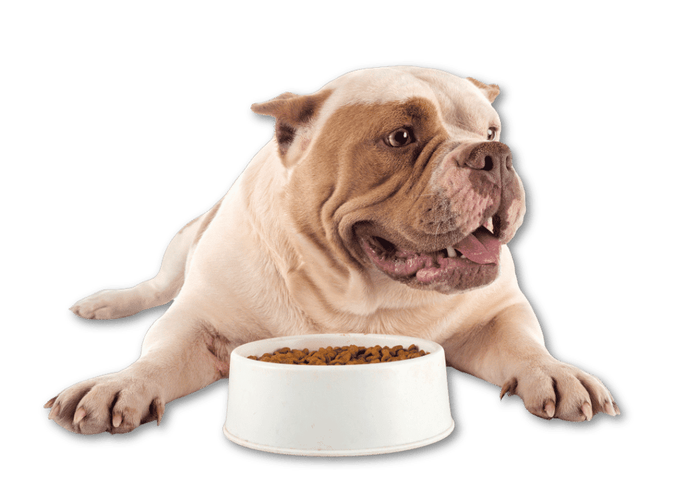Food & Dogs