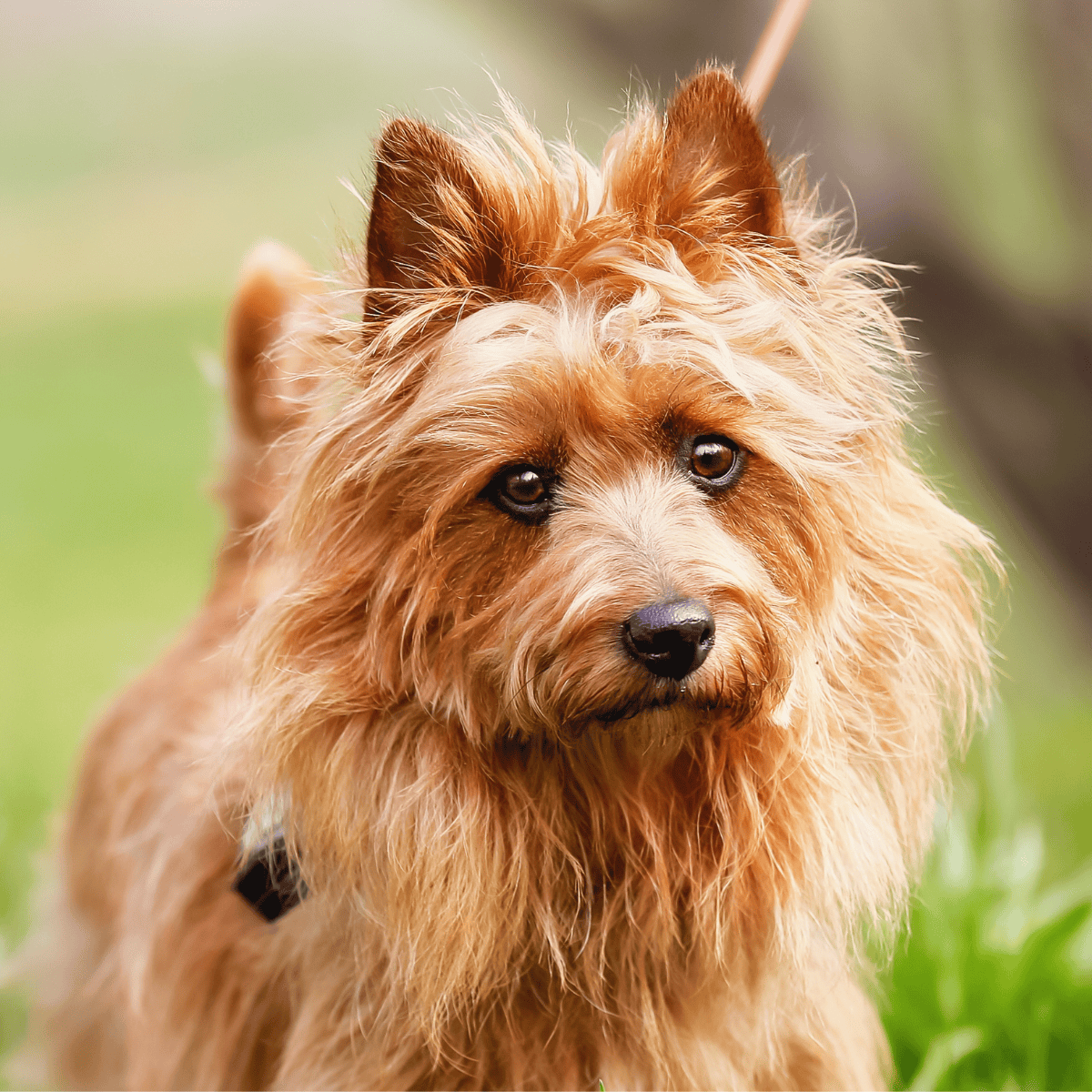 Dogfix.com - Happy, well-groomed terrier dog in green grass.