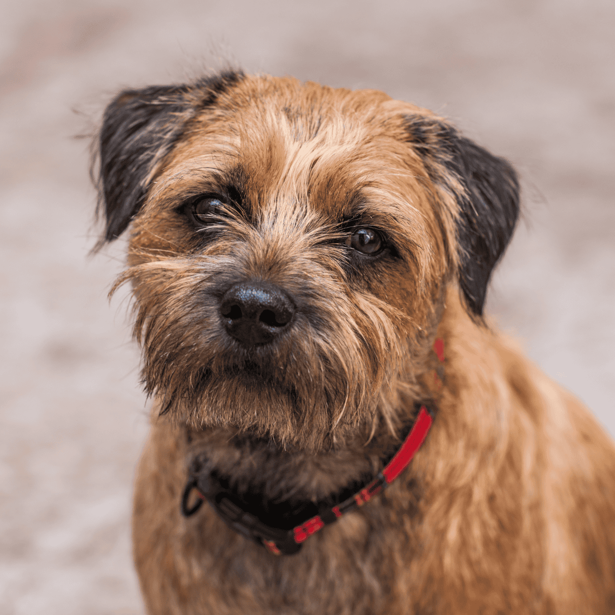 Dog care, pet health, dog grooming tips.