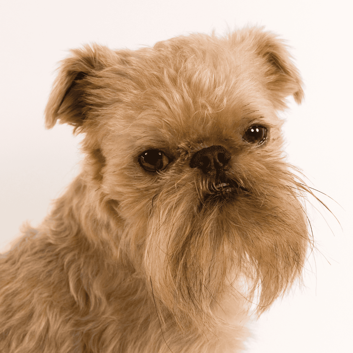Cute small dog with fluffy coat and soulful eyes, ideal for dog grooming and pet care websites.