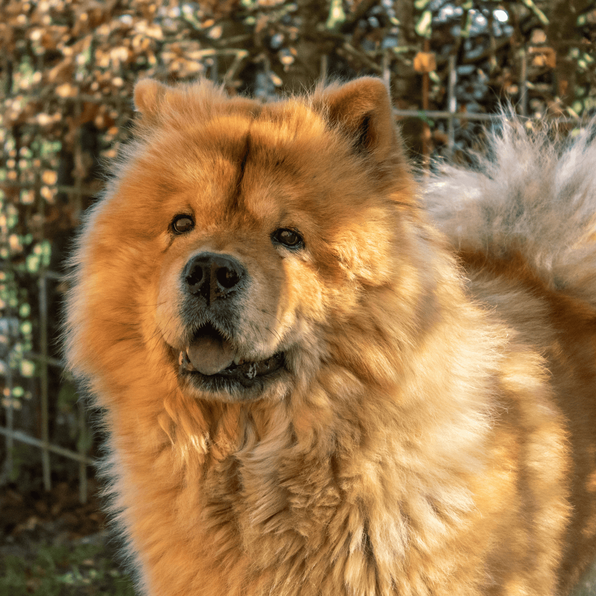 Dog image in natural outdoor setting.