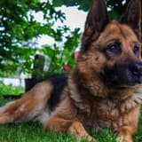 King Shepherd