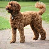 Miniature Labradoodle (Labrador & Toy Poodle Blend)