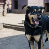 Australian Kelpie