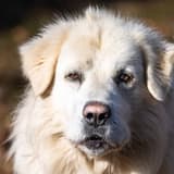Maremma Sheepdog