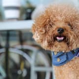 Teacup Poodle