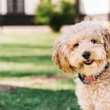 Toy Poodle