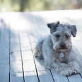 Schnoodle