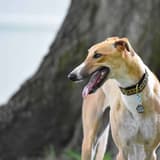Greyhound