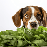 Adorable dog with lettuce in a white background.