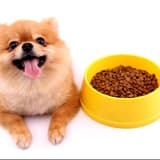 Cute Pomeranian with food bowl.