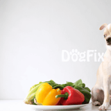 Fresh vegetables for dog health and nutrition.