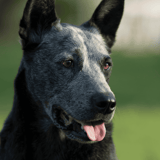 Australian Stumpy Tail Cattle Dog
