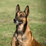 Belgian Malinois