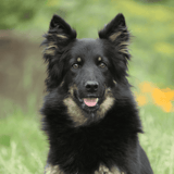 Bohemian Shepherd