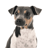 Brazilian Terrier