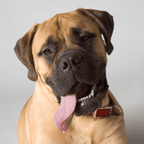 Bullmastiff