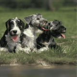 Cesky Terrier