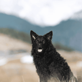 Croatian Sheepdog
