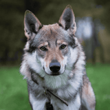 Czechoslovakian Vlciak