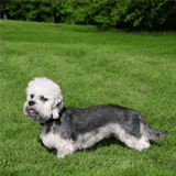 Dandie Dinmont Terrier