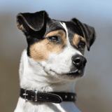 Danish Swedish Farmdog