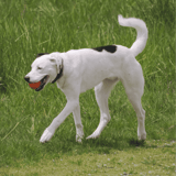 Dogo Argentino