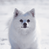 German Spitz