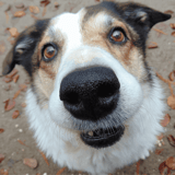 Admiring an adorable dog looking directly at the camera outdoors.