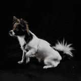 Cute mixed breed puppy sitting on black background.