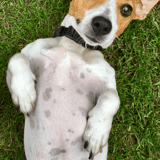 Cute young dog relaxing outdoors on green grass, playful puppy with alert expression and floppy ears.