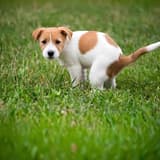 Adorable Jack Russell puppy standing on lush grassy field, curious and playful dog.