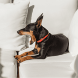 Adorable Doberman yawning on white sofa, relaxing at home.