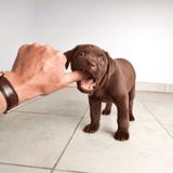 Playful brown Labrador puppy bites finger, adorable pet behavior, indoor training fun.
