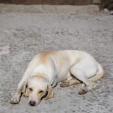 Adorable light-colored dog lying on a rough outdoor surface.