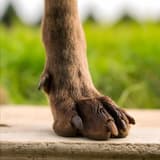 Close-up of a dog's paw resting on a wooden surface, highlighting fur, nails, and paw pads against greenery.