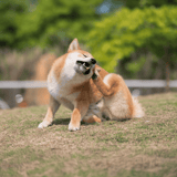 Lively dog playing with a buddy outdoors on grass.
