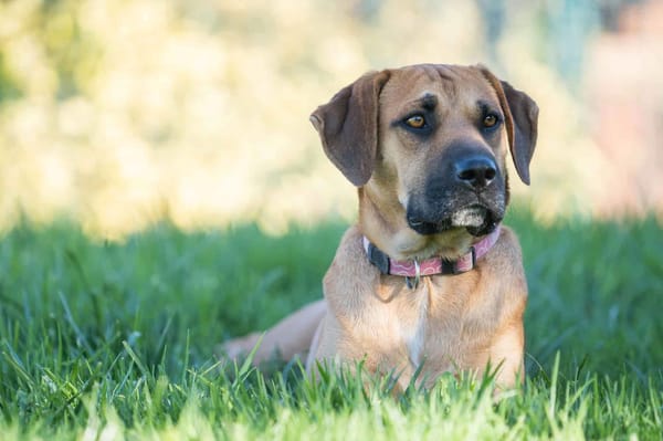 Adorable dog resting on lush green grass in a sunny outdoor park, showcasing its calm and friendly nature.