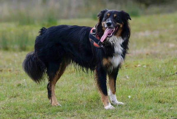Adorable outdoor scene of a happy dog with a tongue out, ready for play, at Dogfix.com.