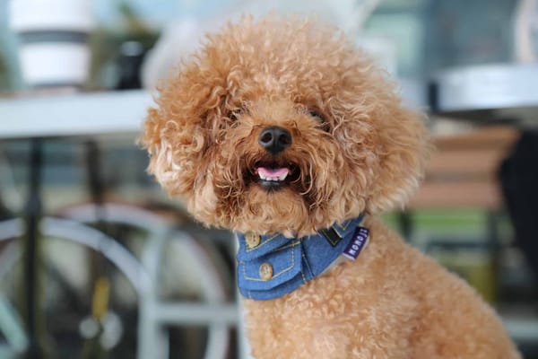 Happy poodle wearing denim bandana outdoors.